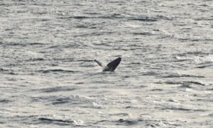 Humpback whale breaching (George Deacon)