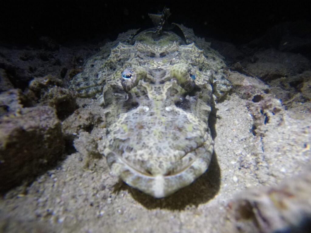 Stvorenie Raja Ampat s krokodílou rybou