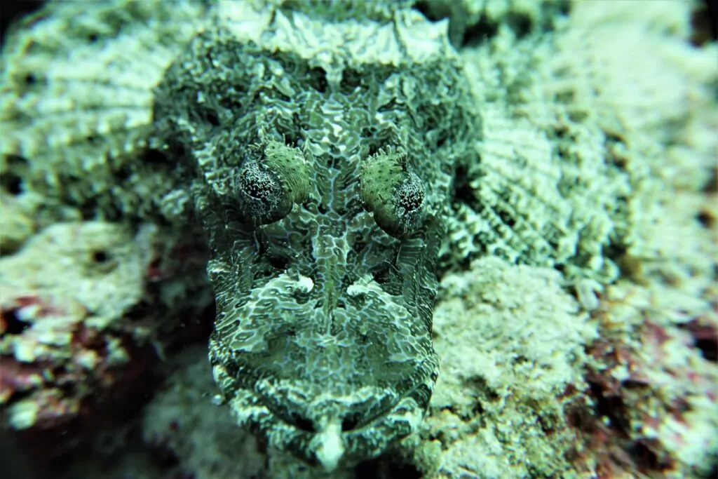 Raja Ampat Creature Feature Krokodilfisch