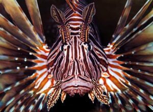 Beware the lionfish (Ellen Muller)