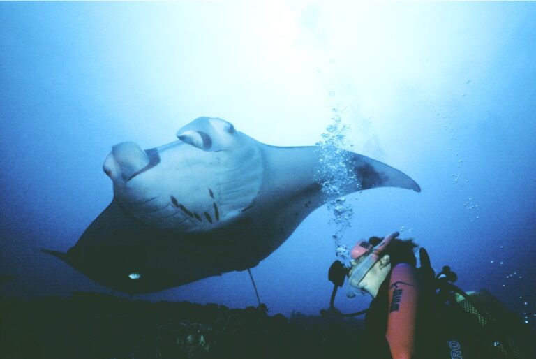 Manta ray, Yap (Al Hornsby)