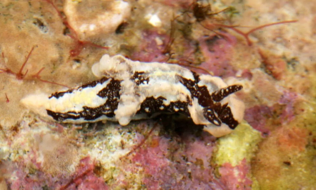 Tiniest of the new nudibranchs, Murphydoris adusta