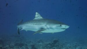 Tiger shark in Hawaii (Kris-Mikael Krister)