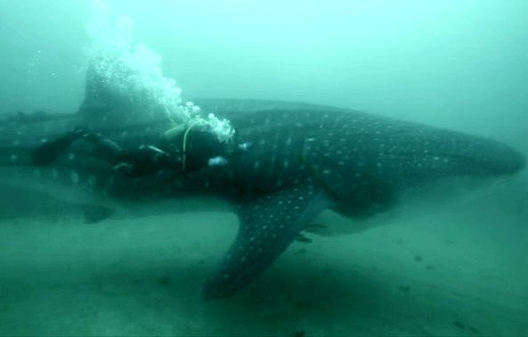 The whale shark after its release (CECAM)