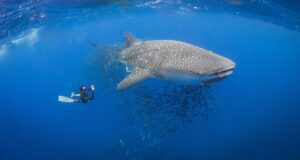 Whale shark in St Helena (Beth Taylor)