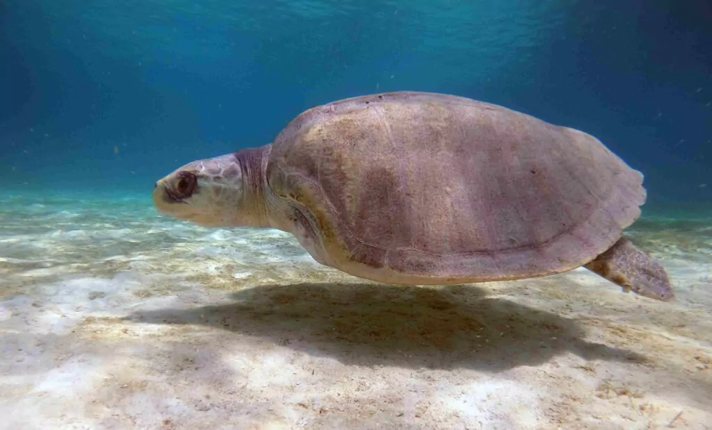 海のハイジ – 2 つの足ひれが機能しているため、彼は依然として有能な水泳選手です (NMA)