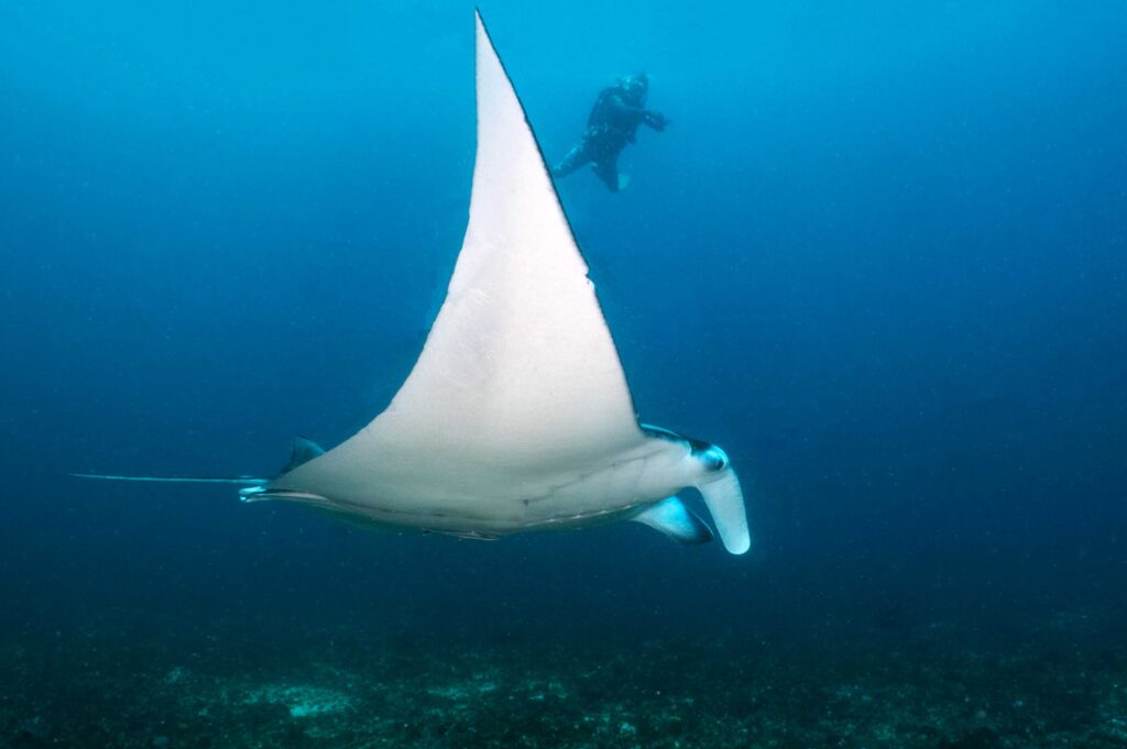 Manta ray at San Jacinto (Olīvija Džonsone / LAMAVE)