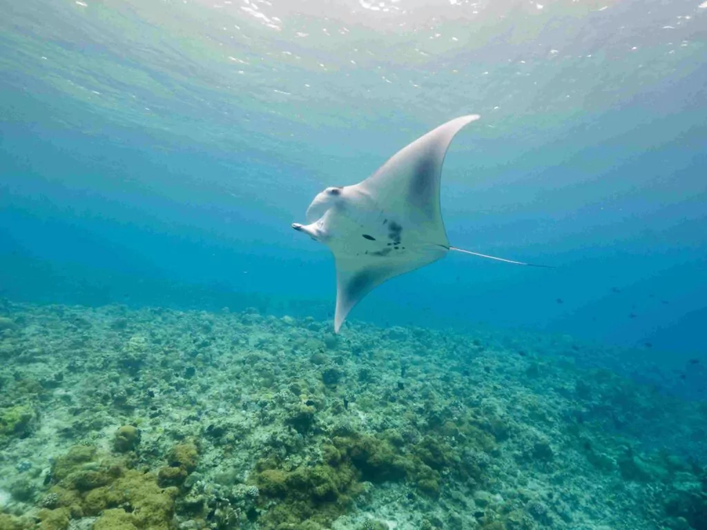 Reef manta ved Tubbbataha (Ryan Murray / LAMAVE)