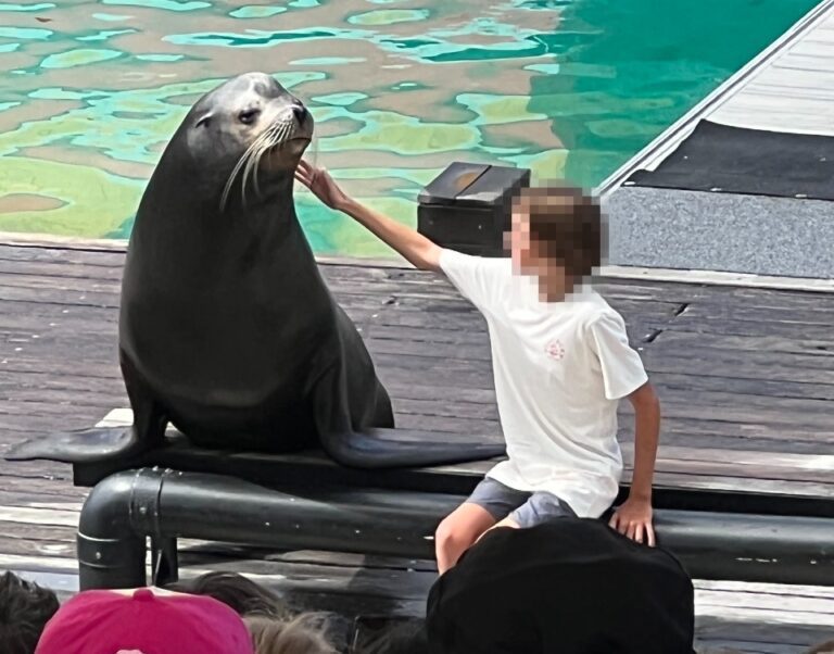 Sea-lion being used for photo opportunities at Sea World, Gold Coast. (World Animal Protection / Jennifer Ford)