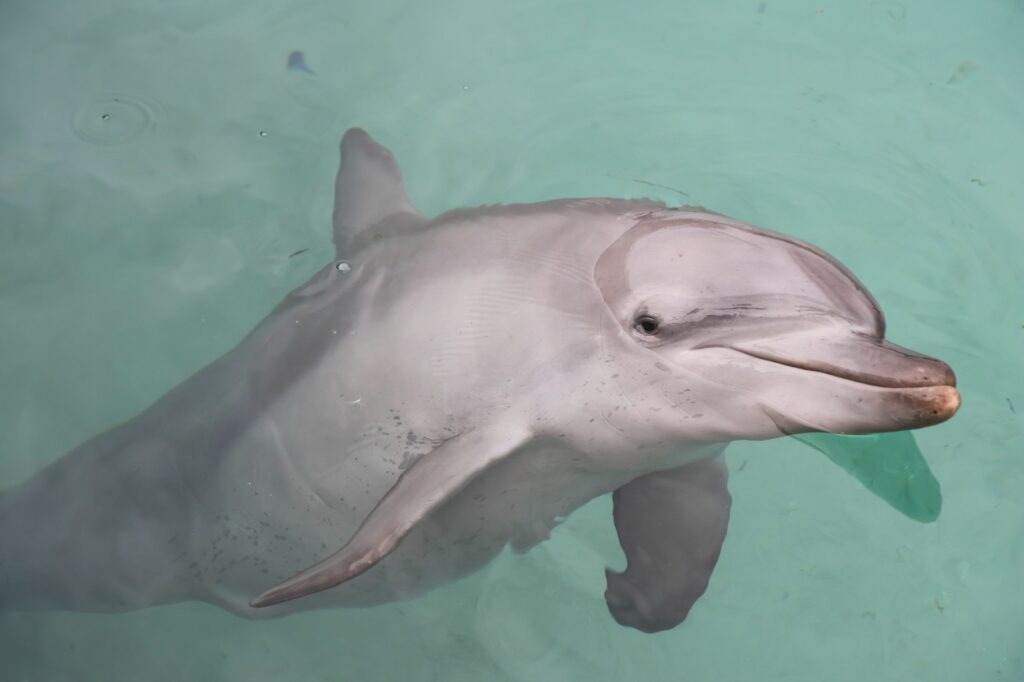 Captive dolphin (Carol Slater Photography / World Animal Protection) 