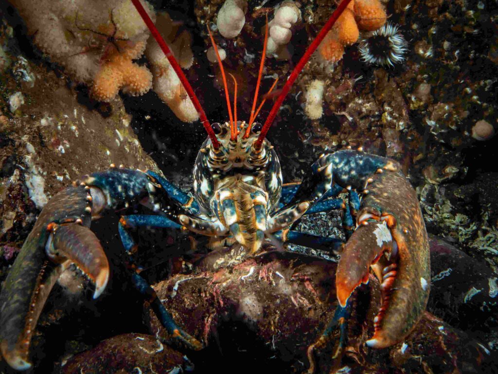 A fine-looking east coast lobster