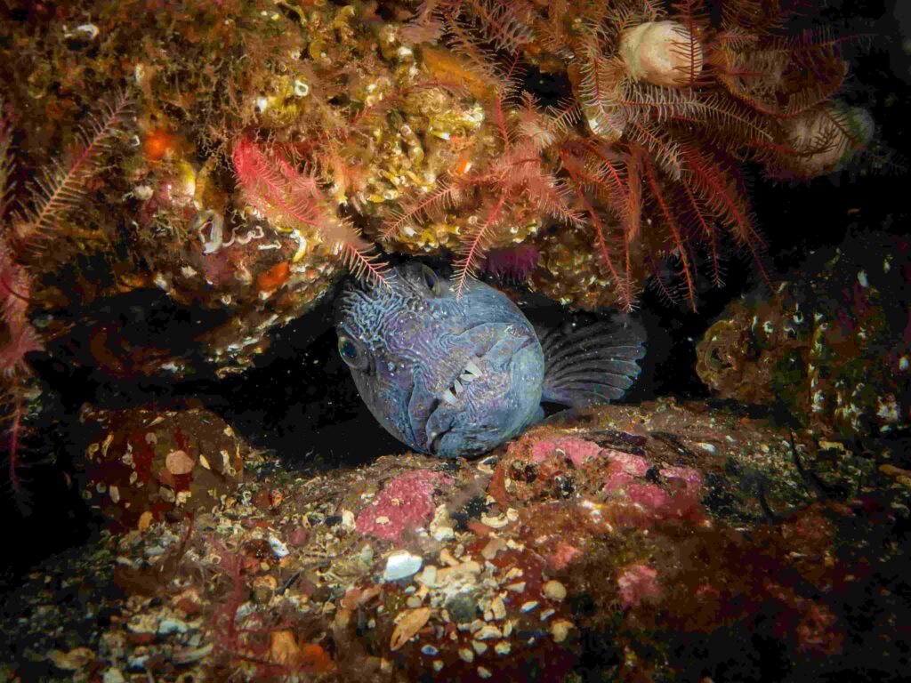 Pesce lupo della costa orientale in residenza