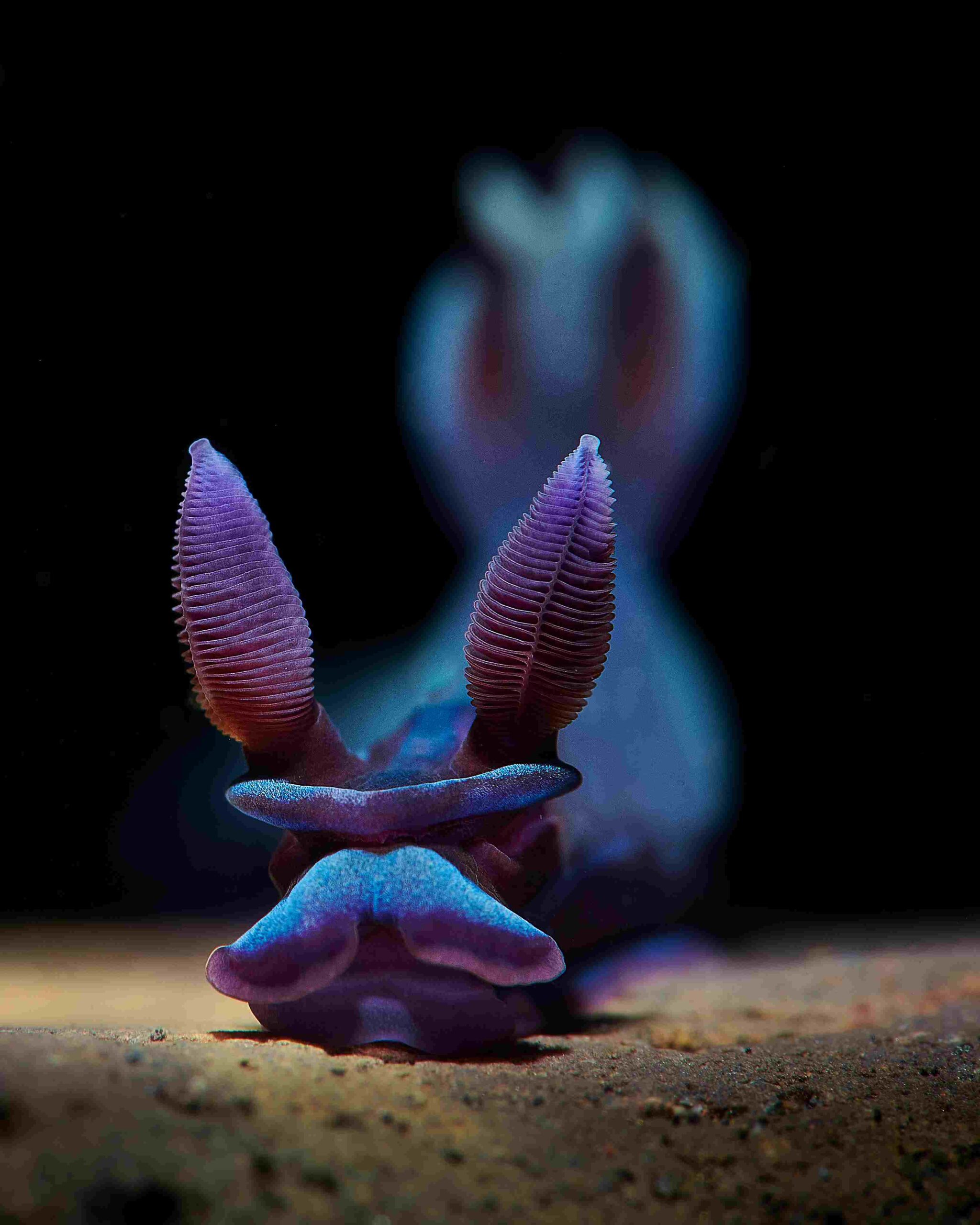 Photographer captures image of rare fish that walks on its 'hands