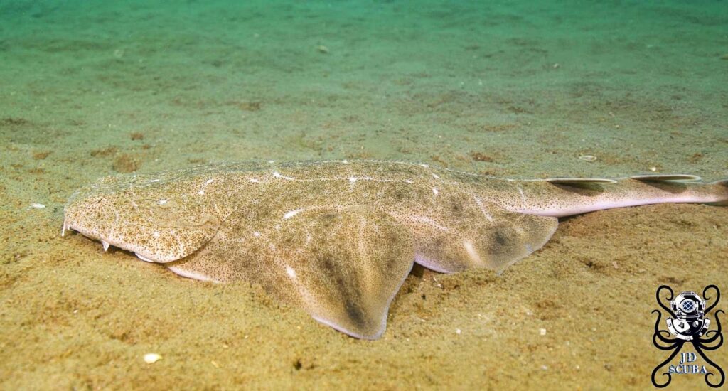 Kelb il-baħar Angel (JD Scuba / Proġett SIARC)