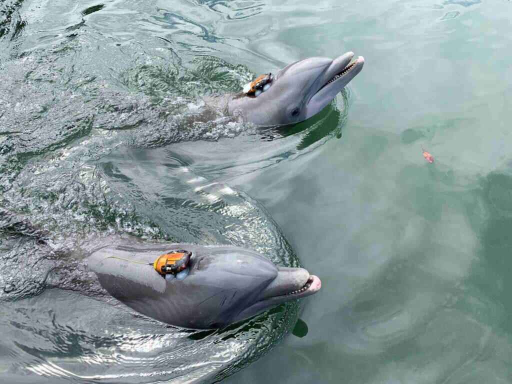 Under water the dolphins struggled to make themselves heard (Dolphin Research Centre)