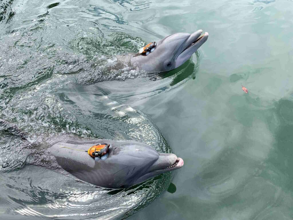 Sa ilalim ng tubig ang mga dolphin ay nagpupumilit na marinig ang kanilang mga sarili (Dolphin Research Center)