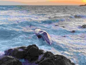 Fin whale stranded near Perranuthnoe, Cornwall (Dan Jarvis / BDMLR)