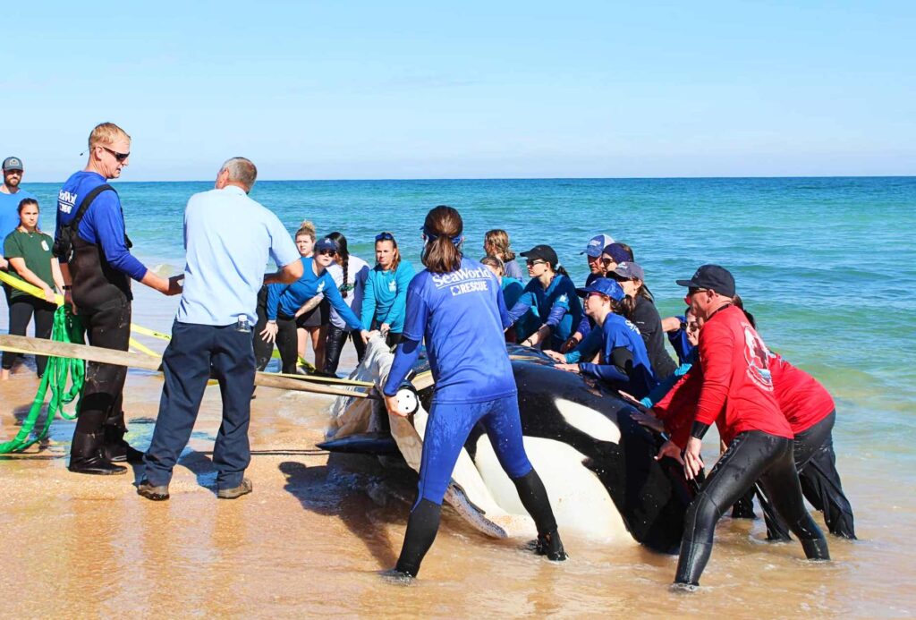 Elakadt orca Floridában (Flagler megyei seriff hivatala)