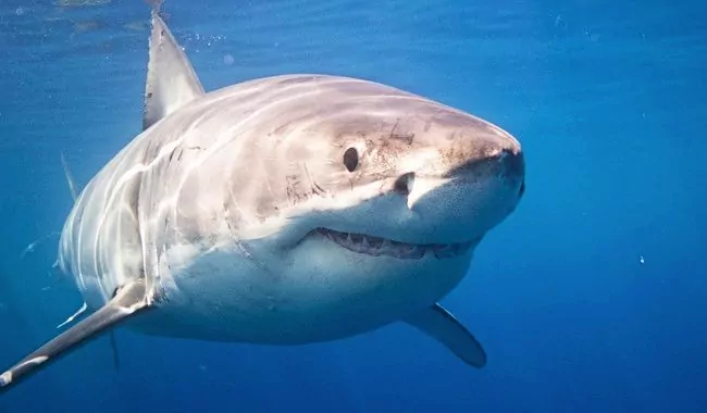 Great white shark (CONAMP)