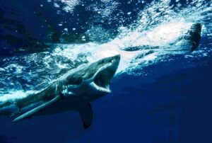 Great white shark in Guadalupe (Sharkcrew)