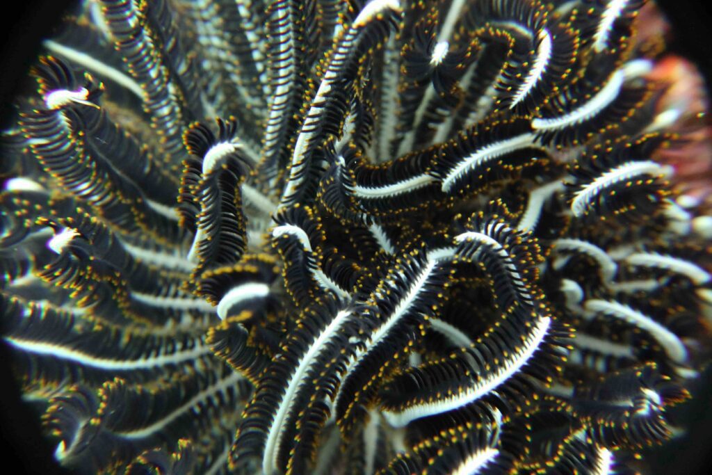 Raja Ampat Creature Feature Feather Starfish