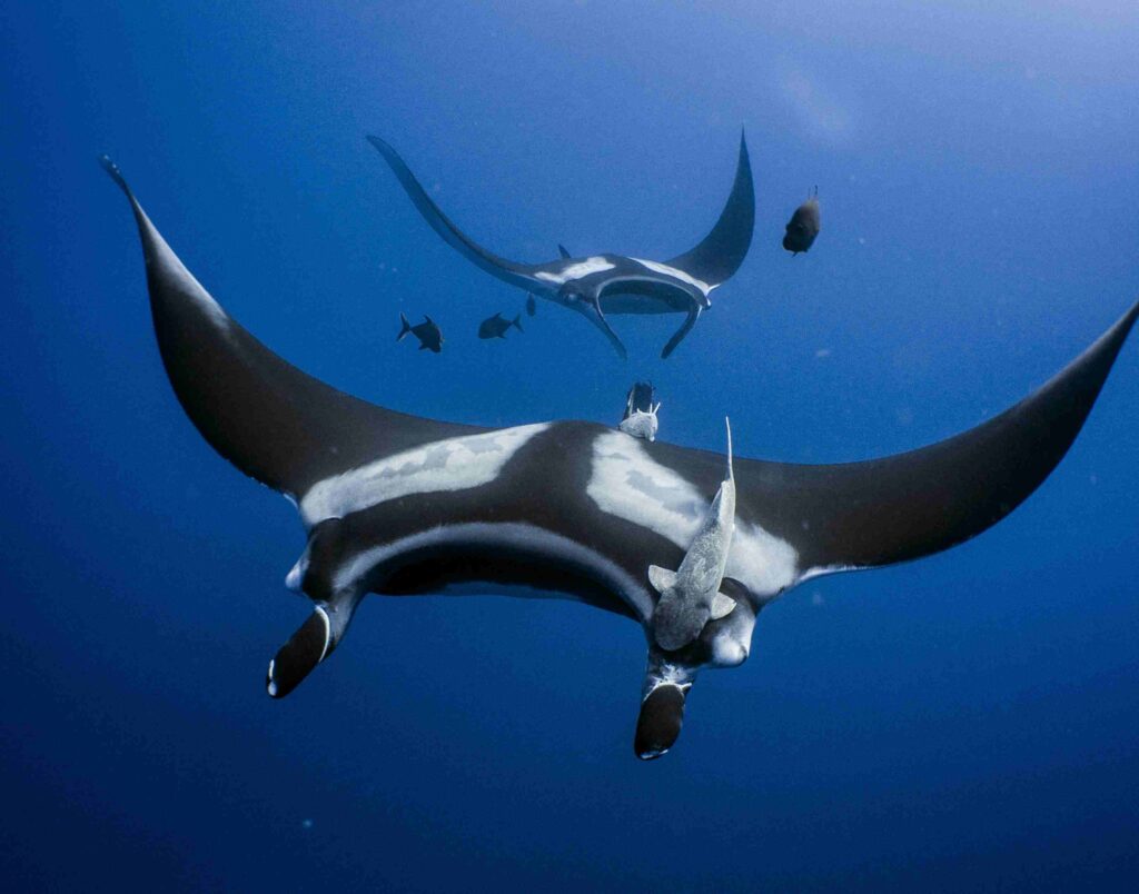 Manta-rays (Julie Andersen)