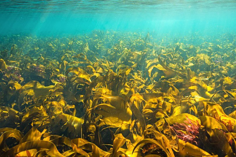 Kelp beds (Pip Moore / Newcastle University