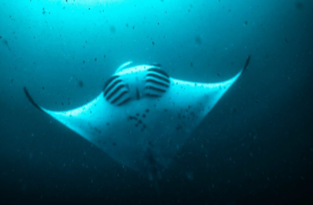 Zooplankton soup and a somersaulting manta ray – the zooplankton are clearl to the eye and sometimes distorts camera focus (Hannah Moloney)