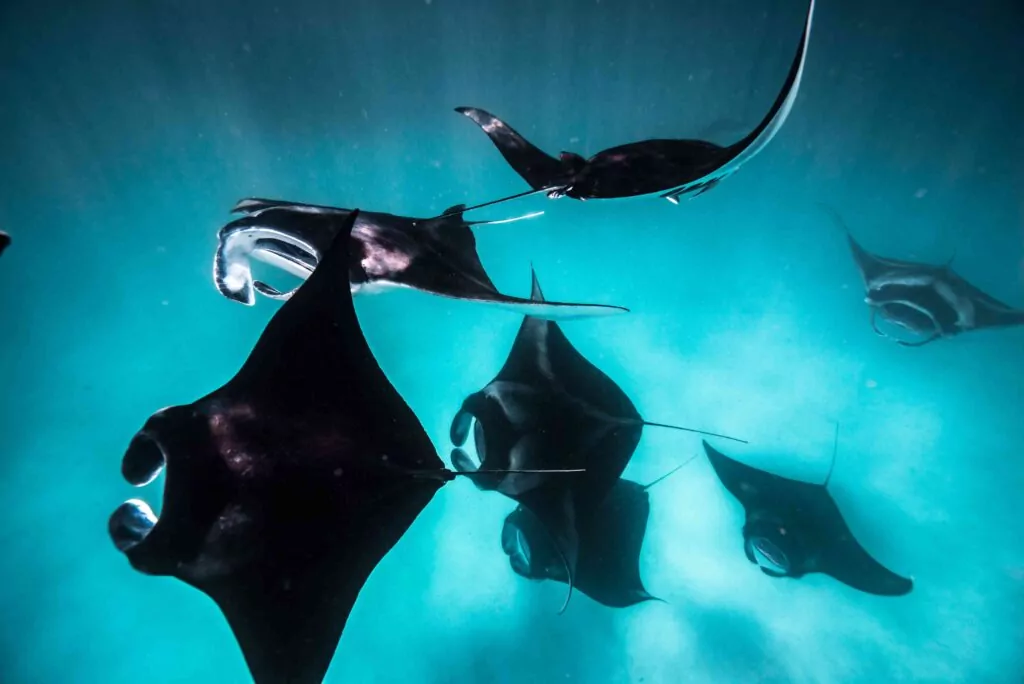 Manta feeding (Hannah Moloney)