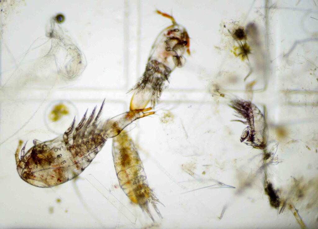 Copepodi (Koan Hughes)