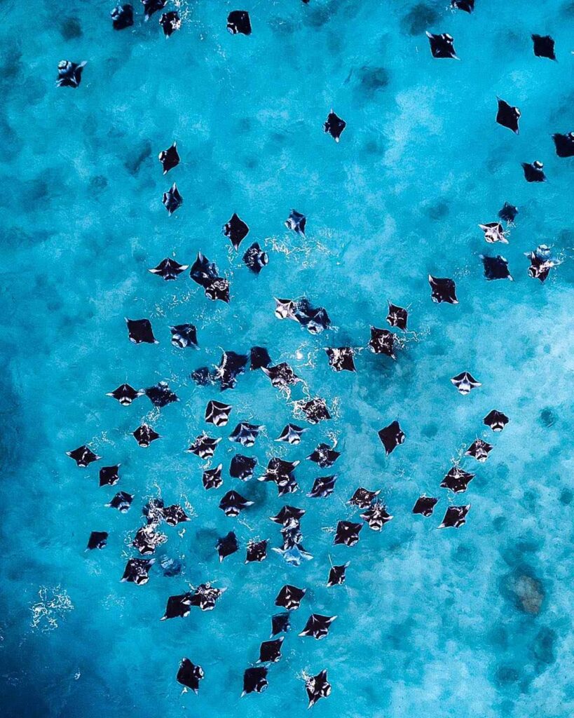 Foto del drone della baia di Hanifaru (Farih Rasheed)