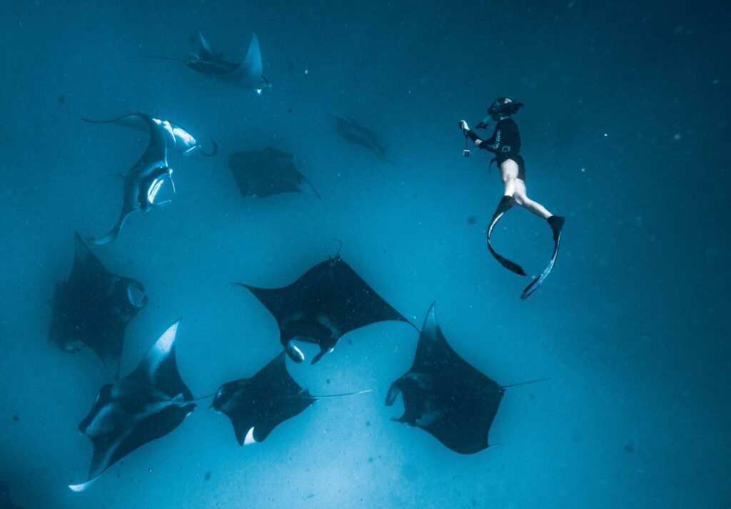 Mantas em Hanifaru (Hannah Moloney)