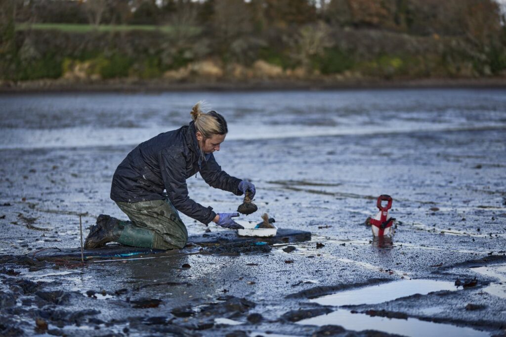 Planting biodegradable hessian bags of seagrass seed mixture into the mudflats (Seasalt Cornwall)