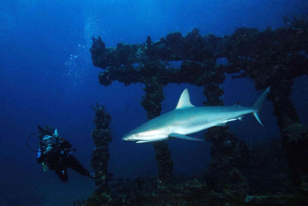 Shark on the Rhone (Alcides Flanges)