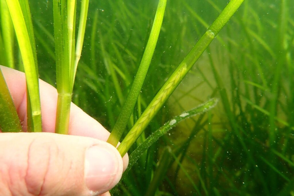 Seagrass seeds (Matt Slater)