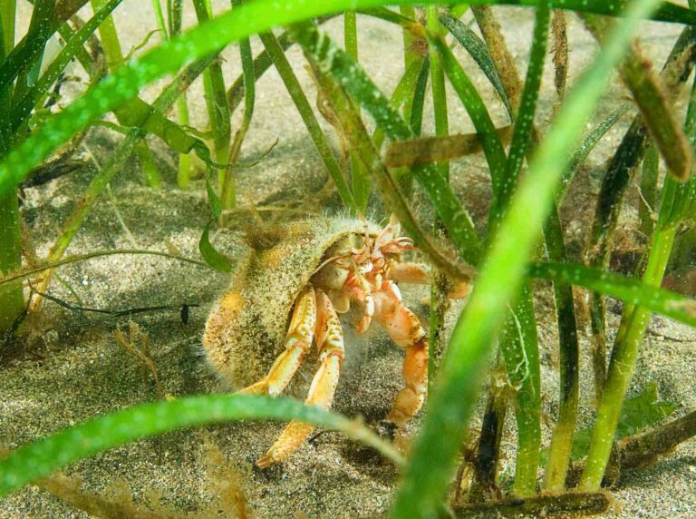 Seagrass supports marine animals like this hermit crab (Paul Naylor)