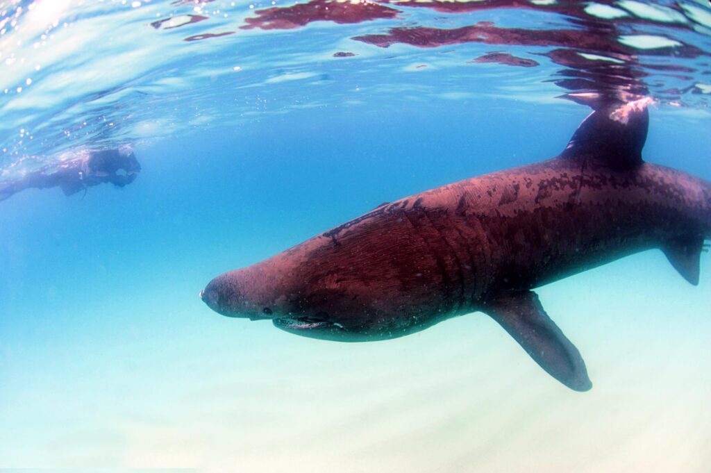 Gli avvistamenti possono essere segnalati da qualsiasi parte del mondo (Shark Trust)