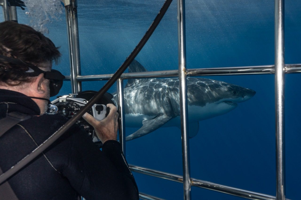 ‘Time to fight like hell for white sharks’