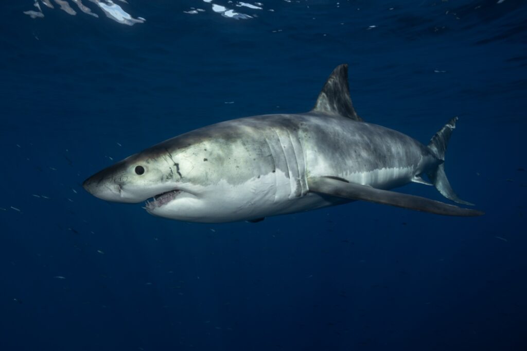 Great white shark at Guadalupe (David Serradell)