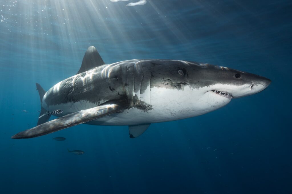 Great white shark at Guadalupe (David Serradell)