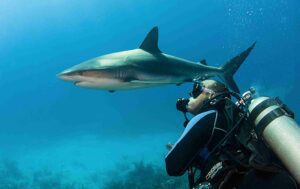 The new Shark Trust App is intended to make reporting sightings easier (Shark Trust)