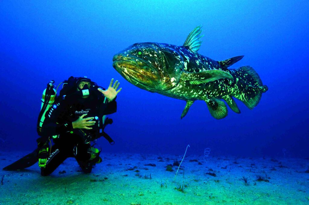 Rebreather-Taucher mit Quastenflosser auf der ersten Gombessa-Expedition (Laurent Ballesta)