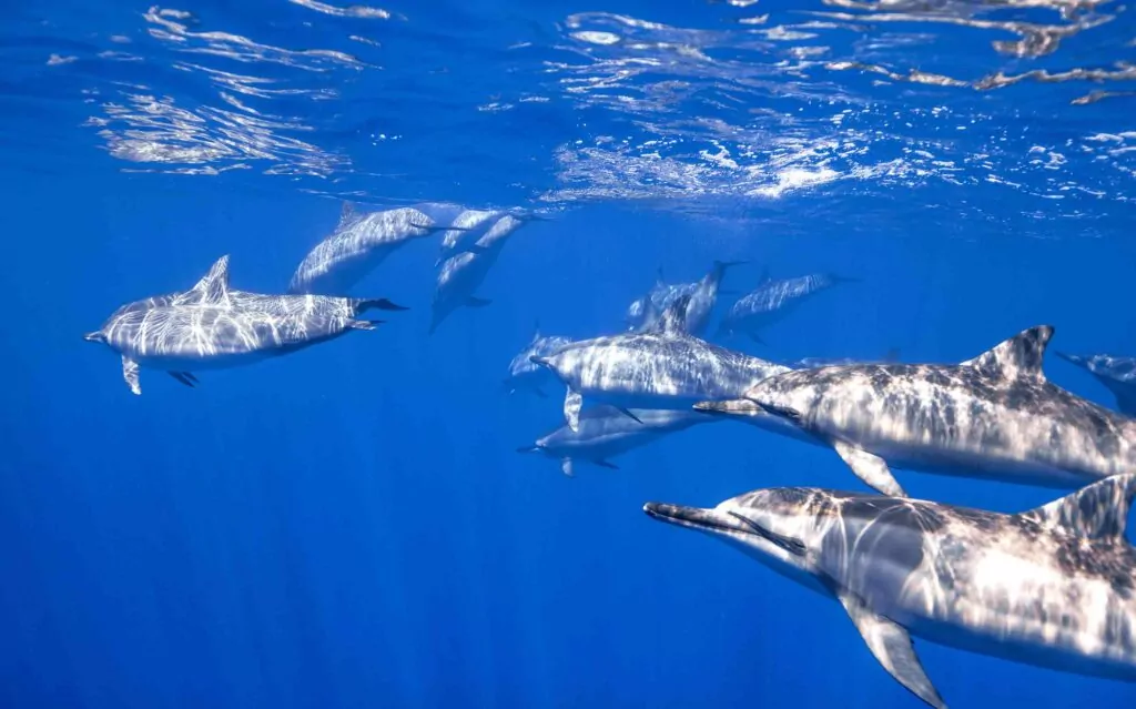 Dolphins in the Red Sea (PADI)