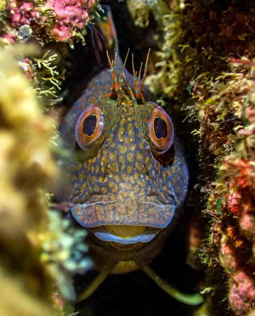 Blenny de Crack Rock © Tony Reed / UPY 2023