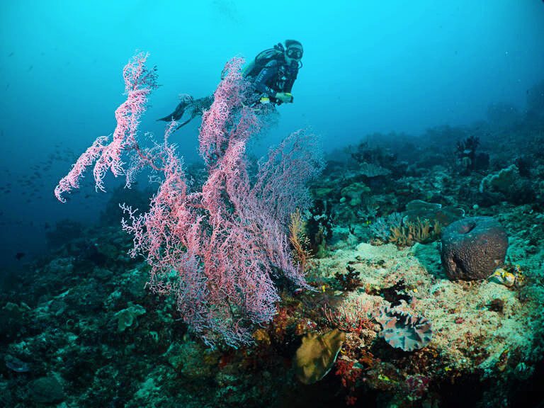 Diver on Raja Ampat reef
