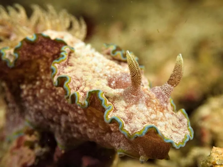 nudibranch