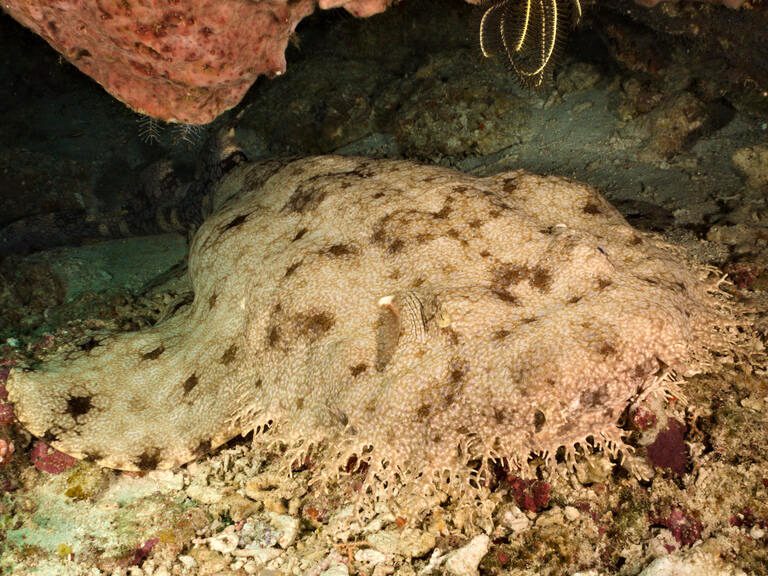 Wobbegong