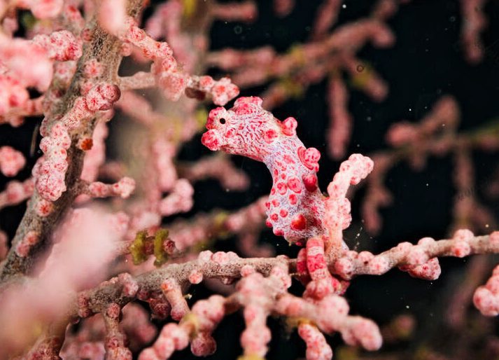 Pygmy seahorse