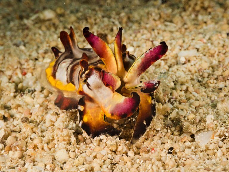 39 Dives: Flamboyant cuttlefish