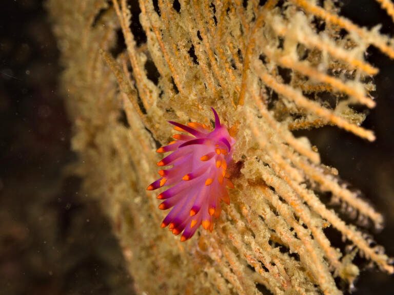 Nudibranch